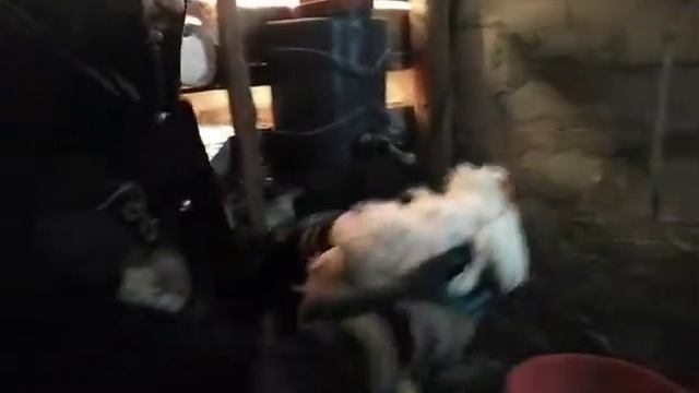Вес бройлеров в 45 дней / Пурина+зерносмесь смотреть онлайн