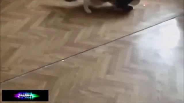 Кот в унитазе,ленивый щенок и олень!Смешное видео с животными смотреть онлайн