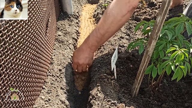 Как правильно сажать детки гладиолусов в открытый грунт весной смотреть онлайн