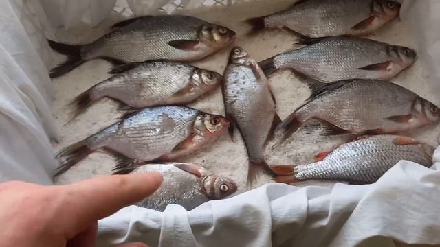 Сухой посол рыбы. Ответы на все вопросы. Почему вы так не пересолите рыбу. смотреть онлайн