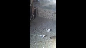 Бойные Голуби Таджикистан ( таджикские и турецкие бойные голуби ) смотрите