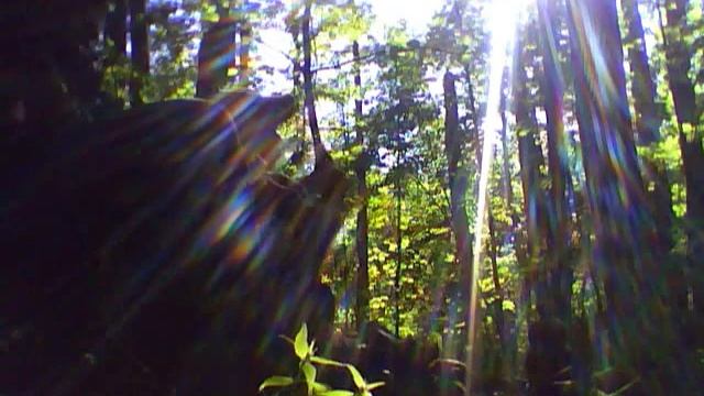 Невский лесопарк -первые лисички 2013