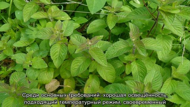 Уход за домашними растениями: выращивание и уход