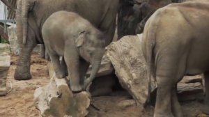 Маленькие слоники.