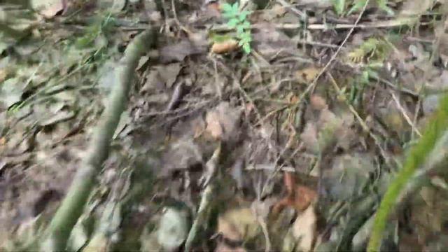 Белые грибы !!! Продолжается волна , 27.07.20.??? смотреть онлайн