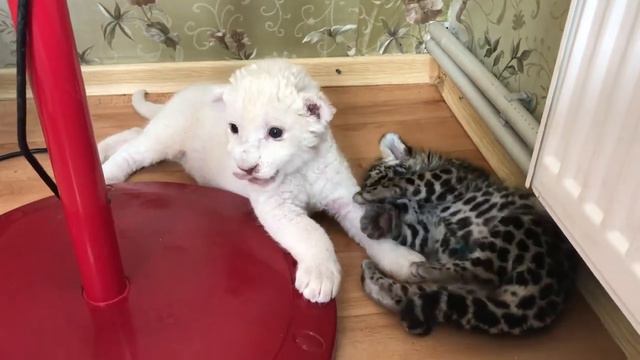 Белый львёнок и ягуарчик  White Lion Cub And Jaguar  Safari Park Taigan Crimea R