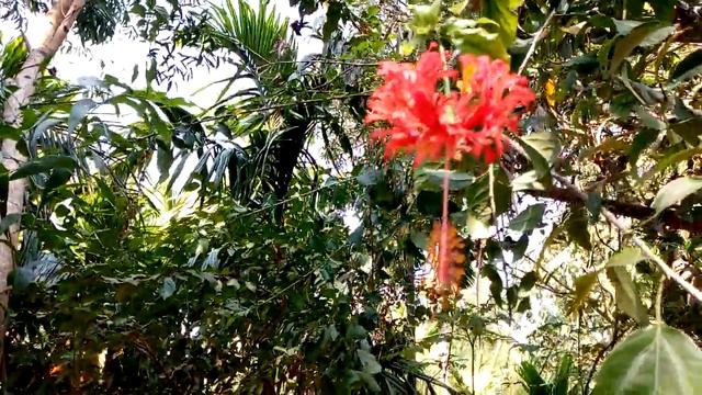Hibiscus Schizopetalus Flower