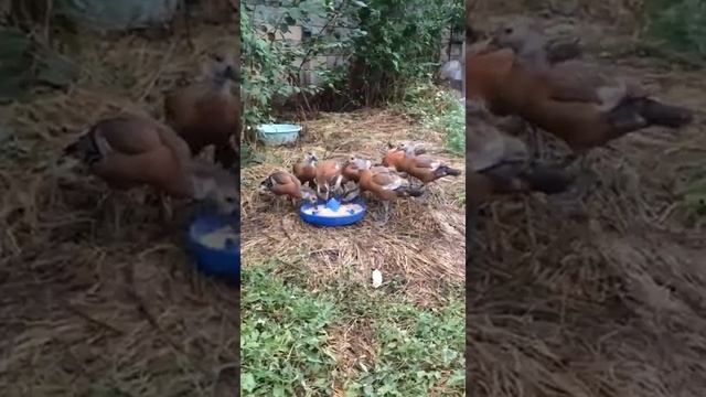 Дикие Огари растут в домашних условиях . смотреть онлайн