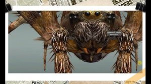 Паук в 3 Д занимательная биология простыми словами