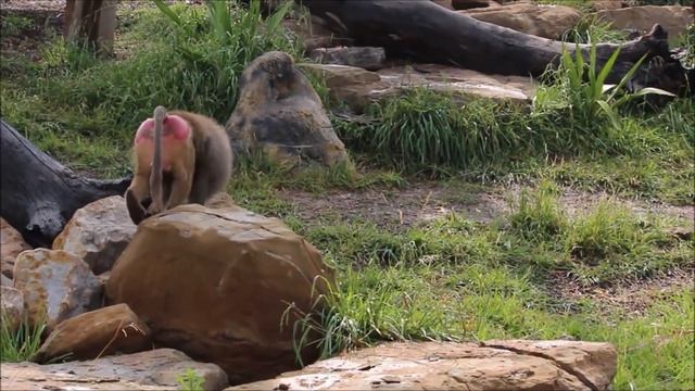Papio hamadryas, The hamadryas baboon смотреть онлайн