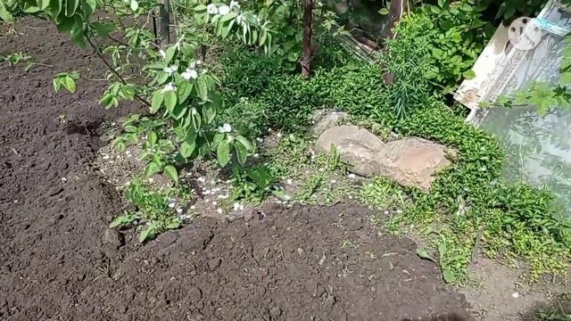 Посадка Помидоров , 450 кустов ,"корней"Новый Способ смотреть онлайн