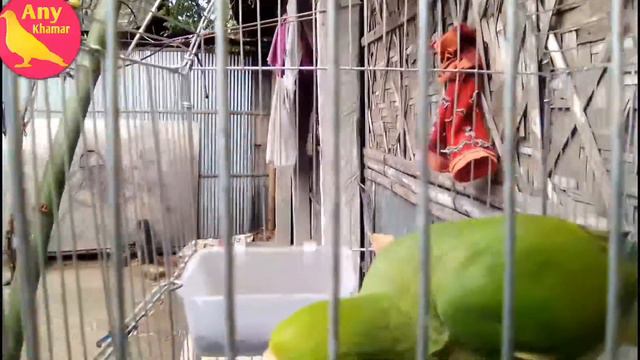 টিয়া পাখিকে কিভাবে কথা শিখাবেন! কেীশল জেনে নিন смотреть онлайн