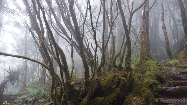 3 Hours Of Rain Sound Relaxation I Meditation I Stress Relief I Deep Sleep I Insomnia I Rainfall смотреть онлайн