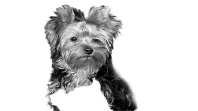 How To Draw A Dog Yorkshire Terrier