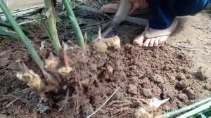 Имбирь | как растет | how ginger grows