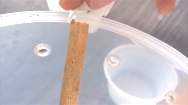 Lobed Argiope Spider (Argiope lobata) Rehouse смотреть онлайн