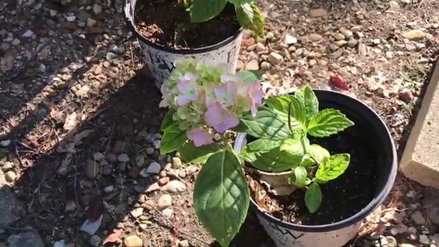 Nikko Blue Hydrangea | Update | The Thrifted Planter