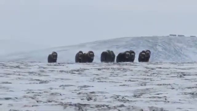 Овцебыки на о.Врангеля смотреть онлайн