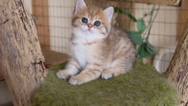 Литтер Е, девочка 1,5 мес. BRI смотреть онлайн