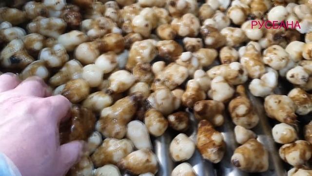 Технологическое решение для мойки, очистки и нарезки топинамбура (Jerusalem artichoke) смотреть онлайн