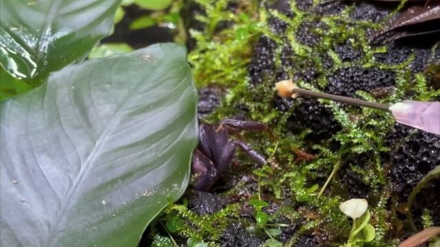 Adding VAMPIRE CRABS to my tank || Paludarium Update смотреть онлайн