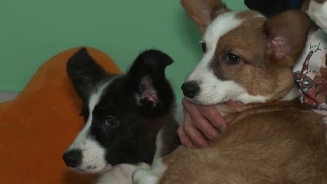 КАРДИГАНЧИКИ PRIME PETS смотреть онлайн