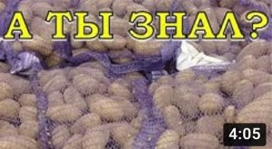 Как хранить КАРТОФЕЛЬ зимой?