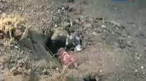 Удивительная природа.Ракообразные