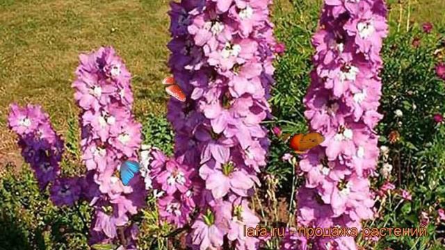 Дельфиниум гибридный Мэджик Фонтейн Лилак Пинк Вайт Би ? обзор: как сажать, рассада, саженцы смотреть онлайн