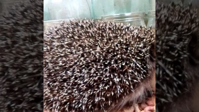 Еж в гостях.Как кушает еж.Еж и мопс .Еж и кот.