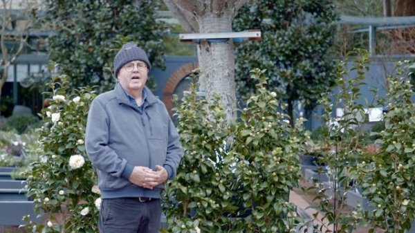 How To Grow & Maintain a Camellia Japonica | The Greenery Garden & Home