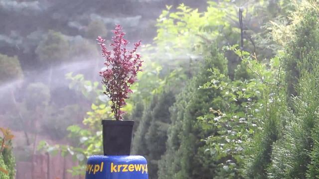 Berberys czerwony, czerwonolistny. Berberis thunbergii atropurpurea. смотреть онлайн