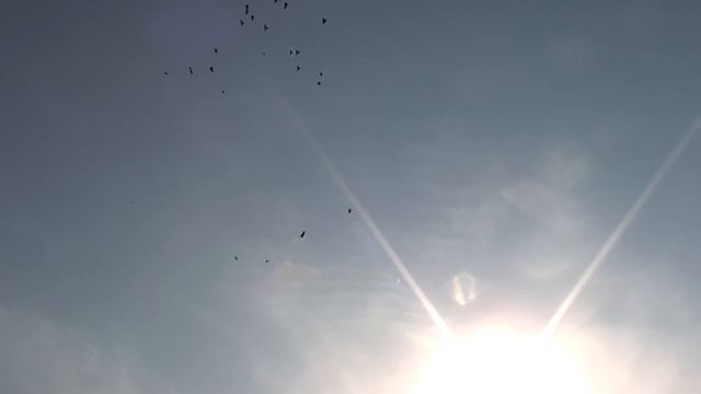 Бакинские голуби 2011 смотреть онлайн