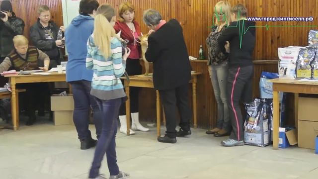 ВЫСТАВКА СОБАК В КИНГИСЕППЕ 5.03.2015 смотреть онлайн