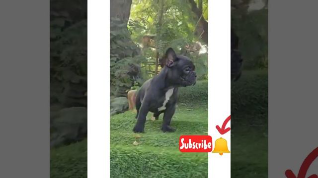 very cheapest frech masttif male puppy for sale in Delhi ncr смотреть онлайн