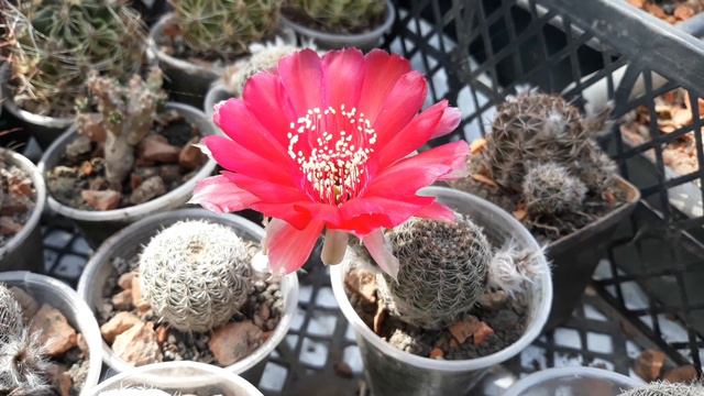 Весёлые истории из деревенской жизни. Кактусы. Крысы. смотреть онлайн