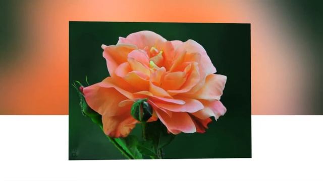 ТАНГО РОЗ... смотреть онлайн