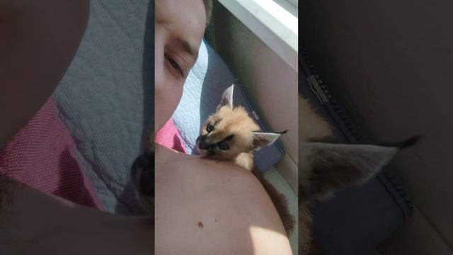 Каракал Ладушка пришла утром по мне целоваться.#caracal #каракал #cat #cute #serval #сервал #caraca смотреть онлайн