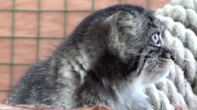 Манул- Кошка, нетронутая человеком. Manul Pallas's Cat. 