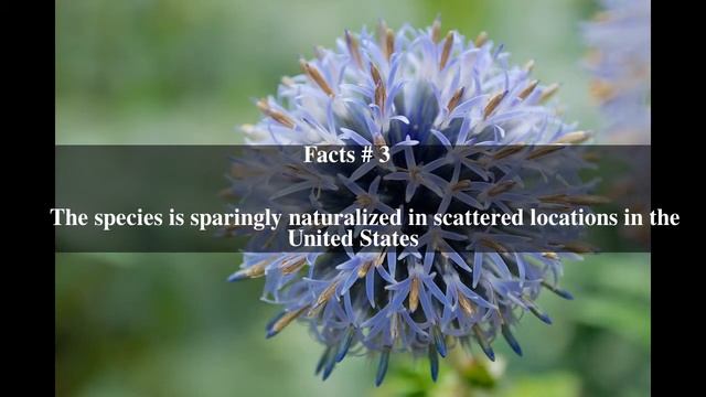 Echinops ritro Top # 5 Facts смотреть онлайн