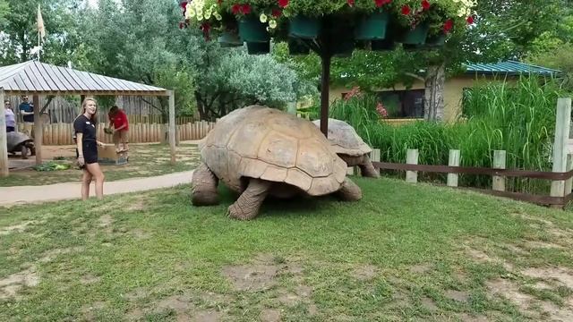 Giant Tortoises at Full Speed смотреть онлайн