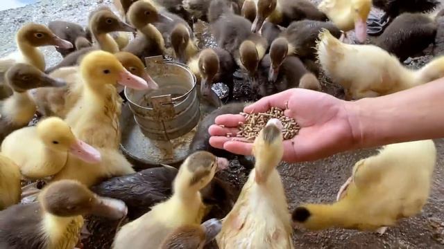 Bắt những con vịt bị xổng chuồng, thả xuống ao và cho vịt và gà ăn Part 205 смотреть онлайн