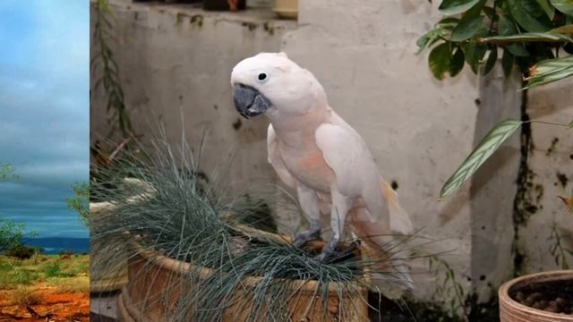 Размножение попугаев Какаду в домашних условиях смотреть онлайн