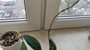 Хойя Перак Тедди Бир Малайзия.