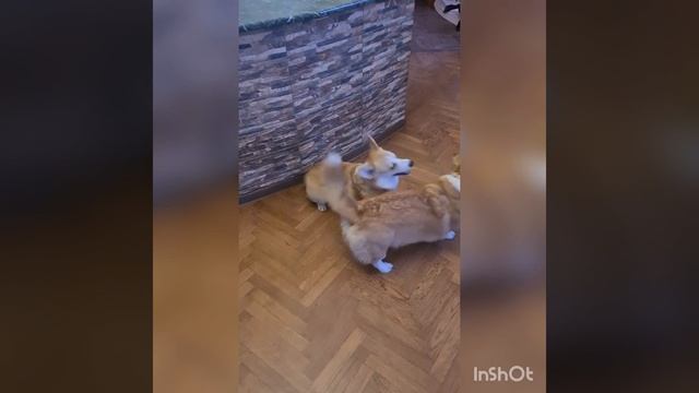 Две лисички, не сестрички?