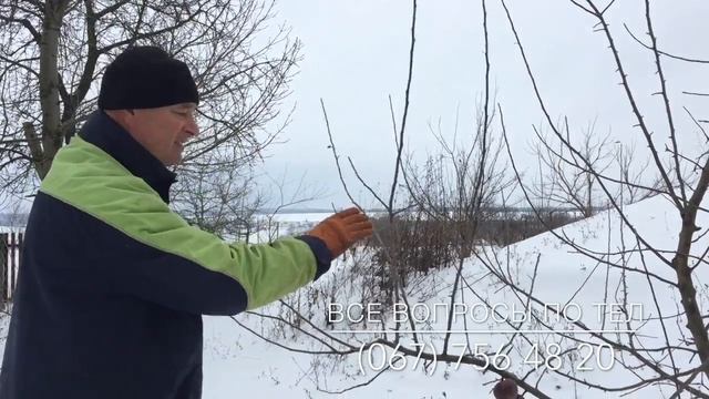 Обрезка яблони на примере сорта "Симиренко" смотреть онлайн
