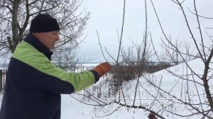 Обрезка яблони на примере сорта "Симиренко"