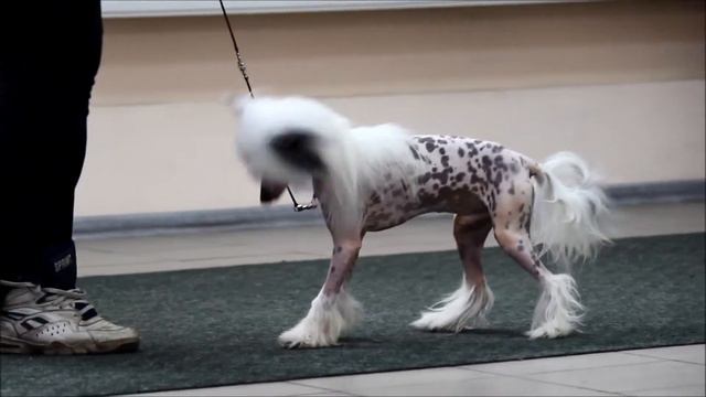 Эрик хендлинг 15 03