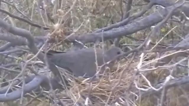 Гнездо горлицы. смотреть онлайн