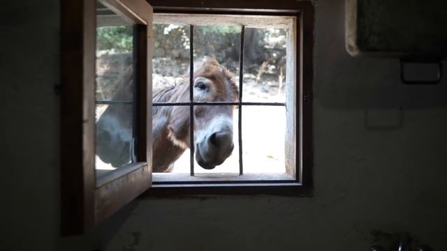 Bowhunting Mallorca ISLAND for the exclusive Balearean BOC смотреть онлайн